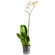 White Phalaenopsis orchid in a pot. Krasnoyarsk