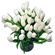 white tulips. Krasnoyarsk