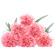 Pink Carnations. Krasnoyarsk